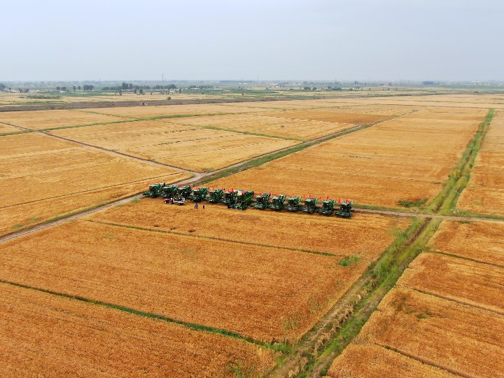 内蒙古河套灌区近80万亩小麦集中开镰