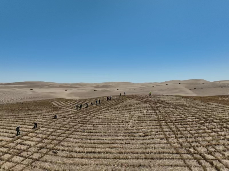 阿拉善盟内蒙古西部荒漠综合治理项目（二期）总体建设进度过半