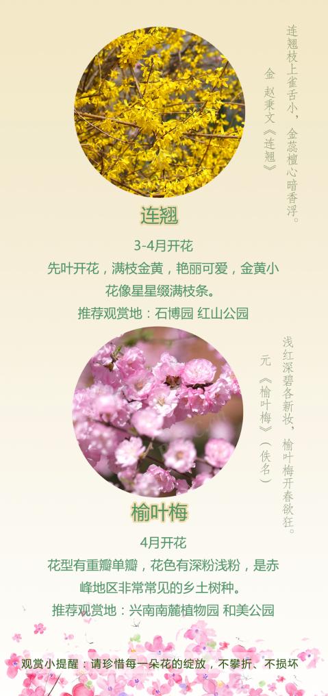 内蒙古赤峰市：春日赏花攻略，共赴一场花期之约