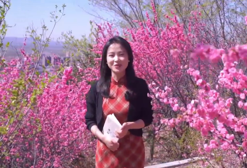 又见家乡桃花开