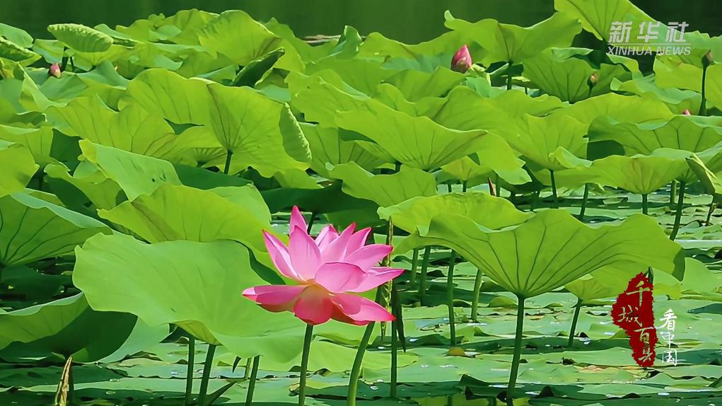 荷花绽放 邂逅夏日温柔