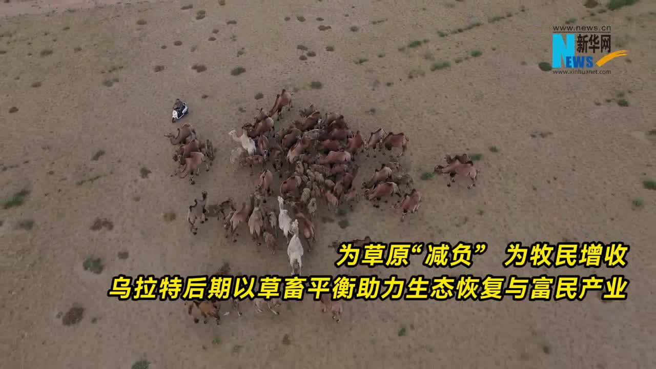 乌拉特后旗：草畜平衡助力生态恢复