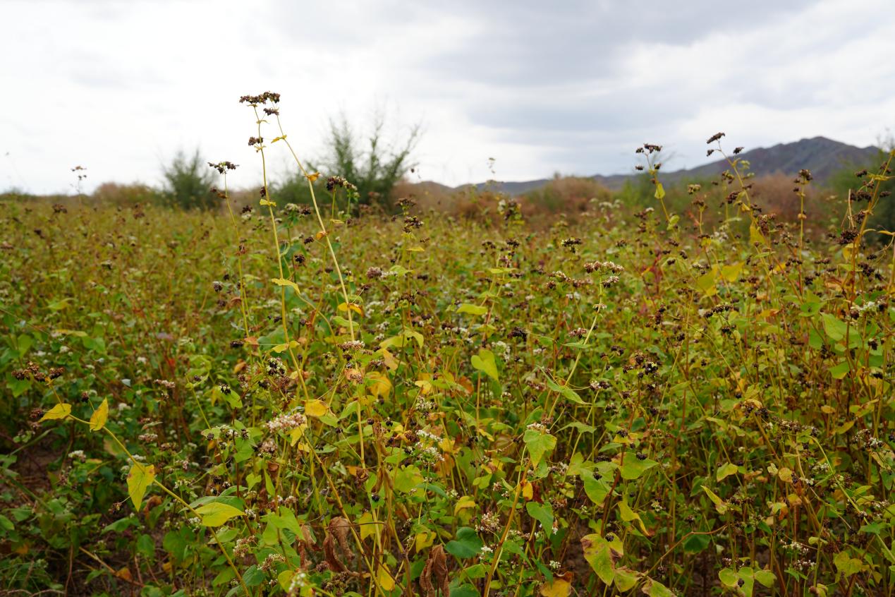 一缕荞香诉丰年 翁牛特旗“丰”景好