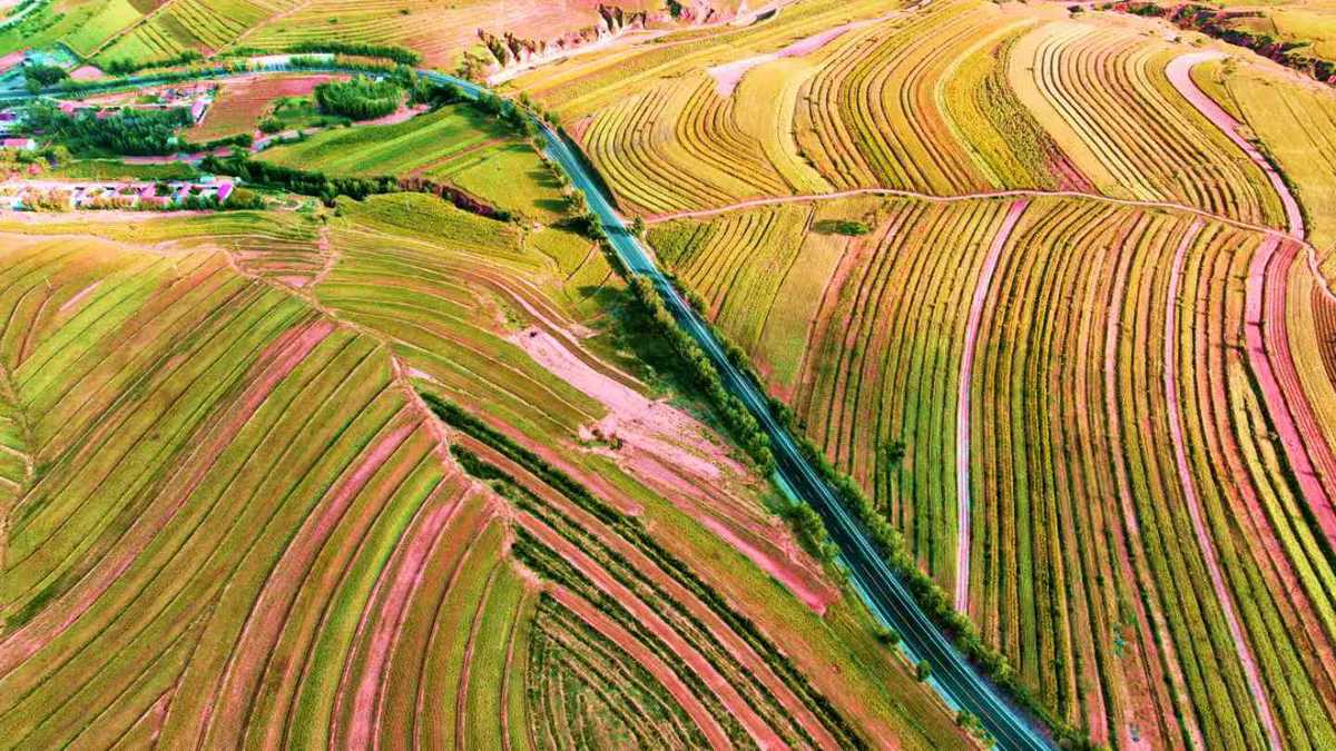 “荞麦之都”庆丰收 乡村振兴谱新篇