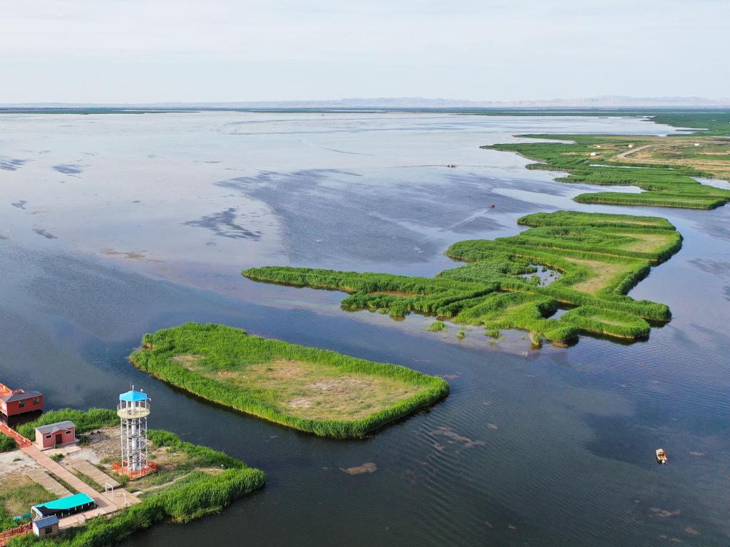 从“酱油湖”到“候鸟天堂”：乌梁素海的绿色蝶变