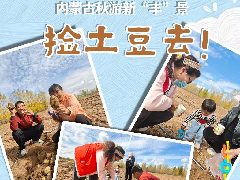 内蒙古秋游新“丰”景:捡土豆去!
