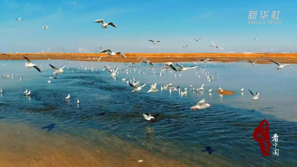 内蒙古：万鸟归家