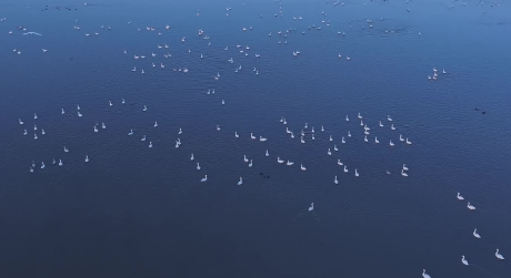 飞“阅”中国|天鹅映湖光