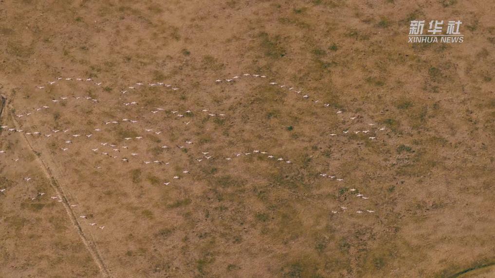 雁影漫过锡林郭勒