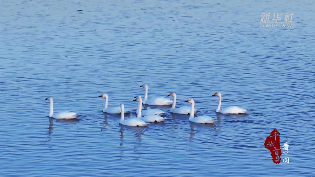 内蒙古：天鹅映湖光