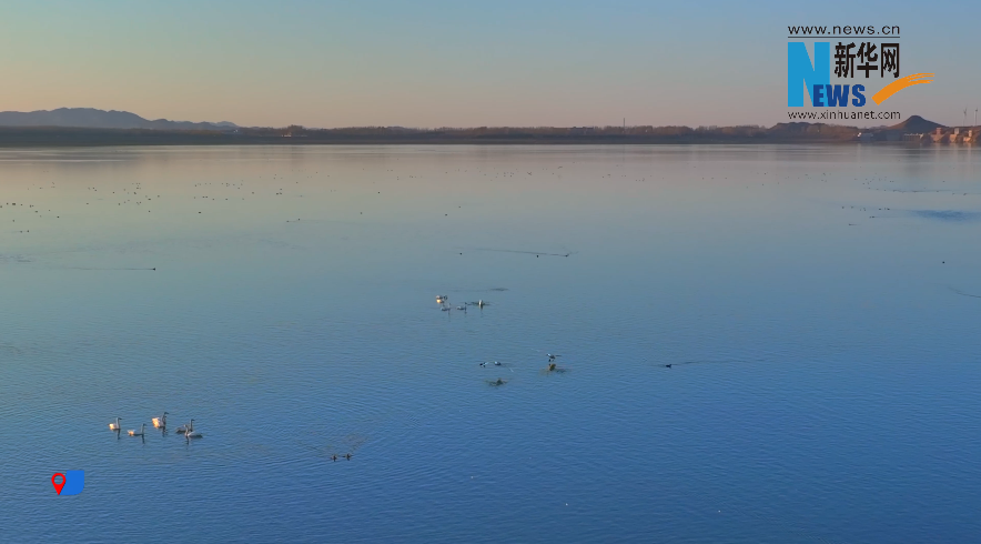 赴一场与天鹅的秋日之约