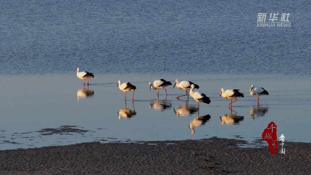 内蒙古：百湖千影万羽飞