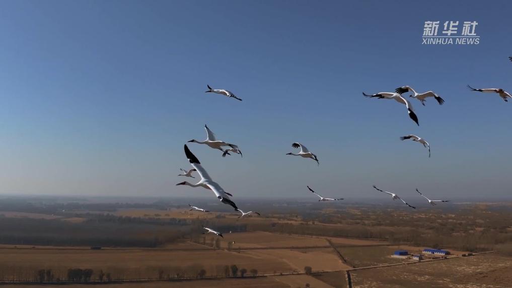 科左后旗：万鸟翔集生态美