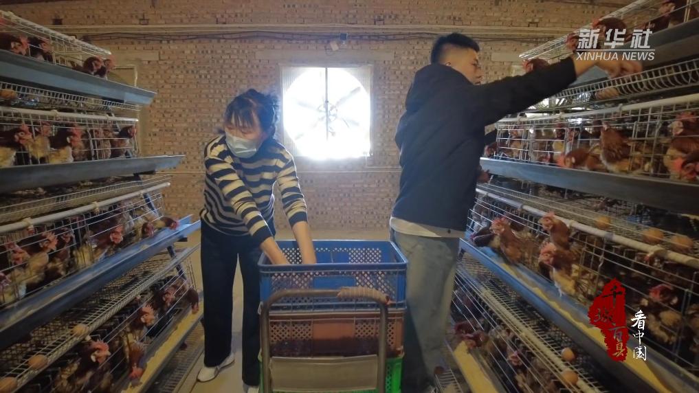 “新农人”筑梦智能鸡场