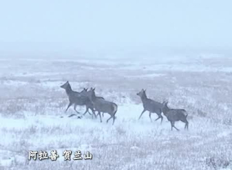 马鹿雪中散步  尽显野性之美