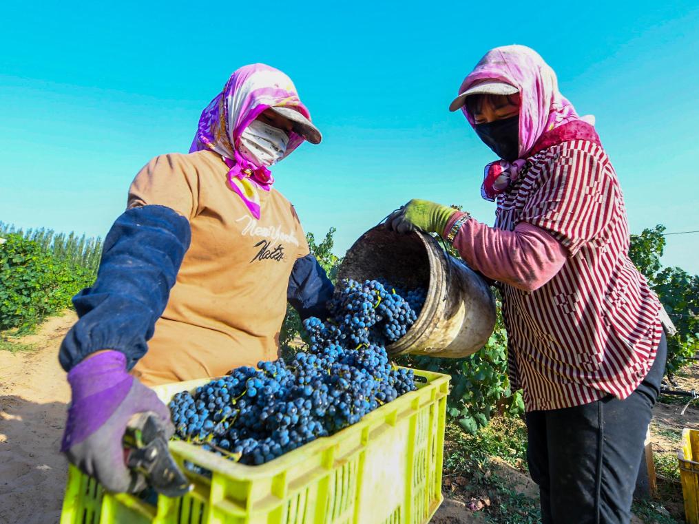 内蒙古“乌海葡萄”品牌价值突破35亿元