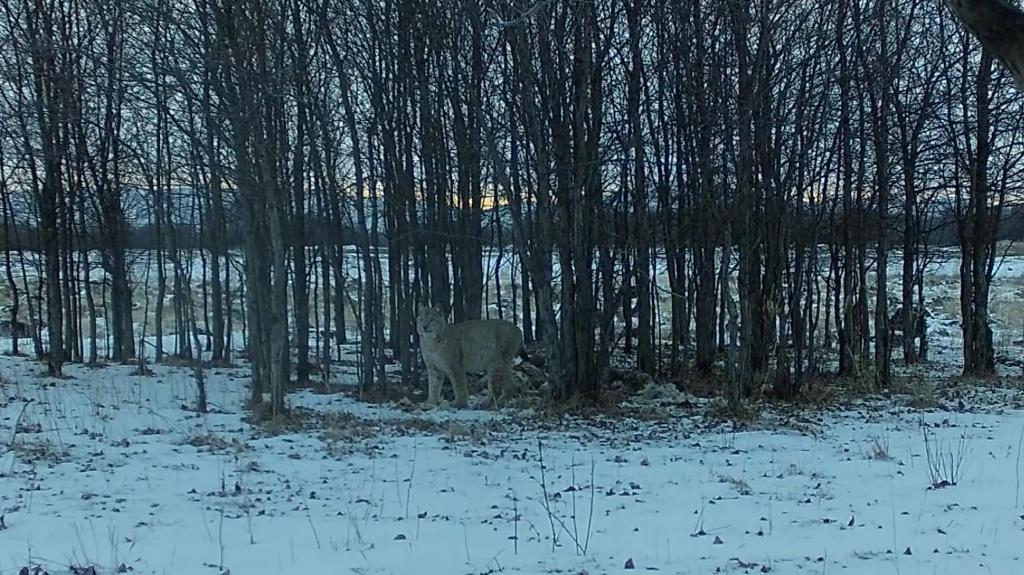 猞猁现身内蒙古免渡河国家湿地公园