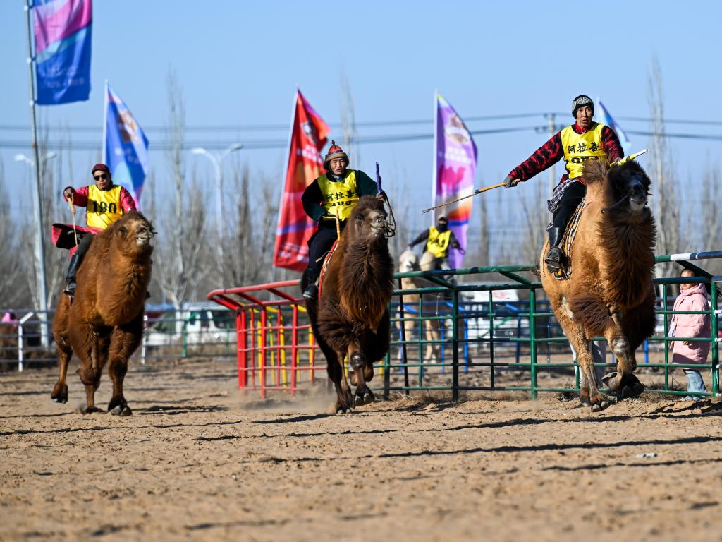 “驼超”来了 内蒙古阿拉善擦亮产业“新名片”