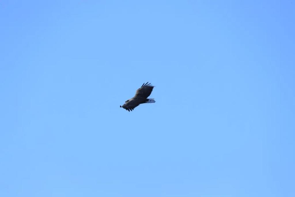 内蒙古：白尾海雕落脚洮儿河国家湿地公园