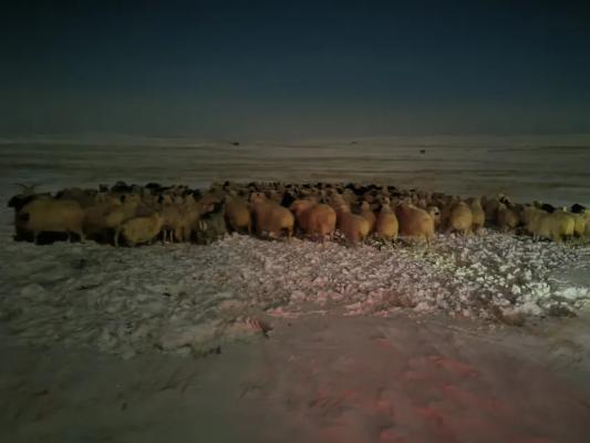 风雪夜，336只羊，全回来了！