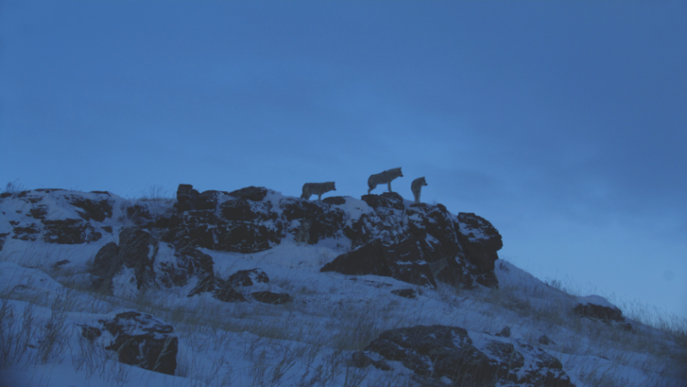 《野狼谷》以光影讲述生态故事