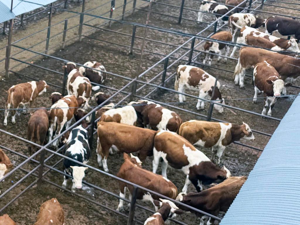 内蒙古牛肉产量首次突破100万吨