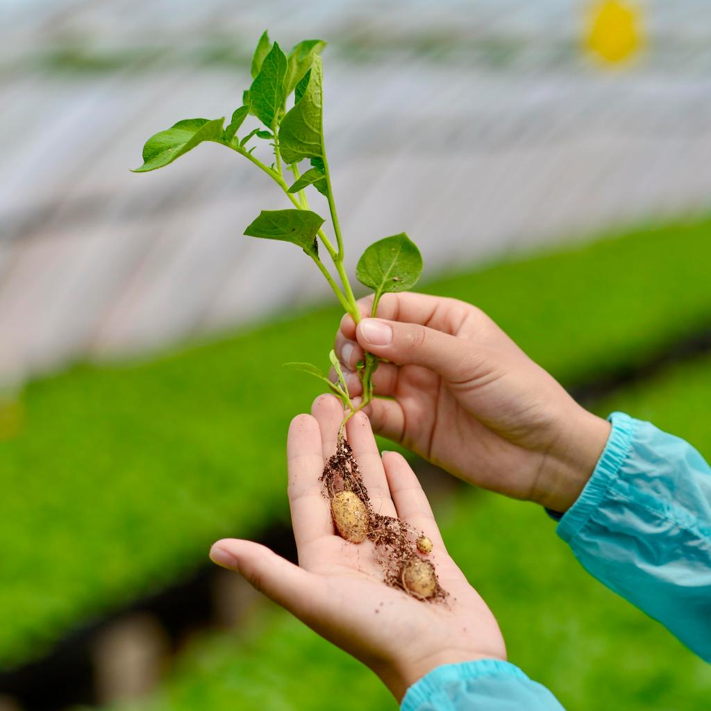 马铃薯智能精准节水高效栽培技术入选名录