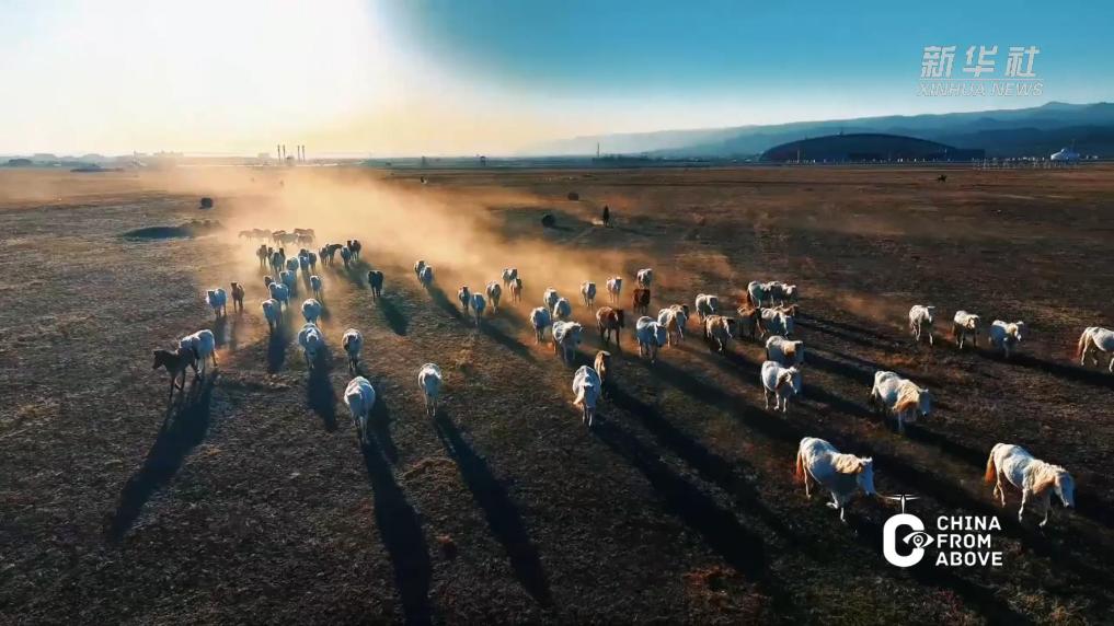 策马敕勒川 春归大草原