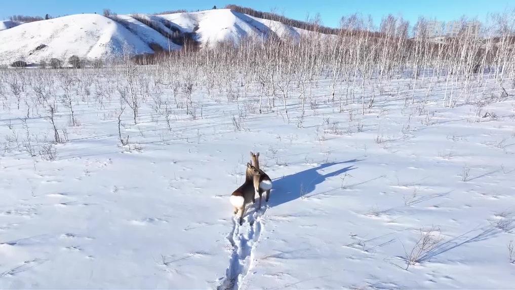 鄂温克草原“萌宠”上线