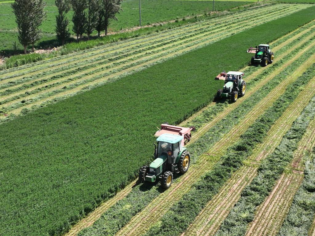  内蒙古打造草产业强区