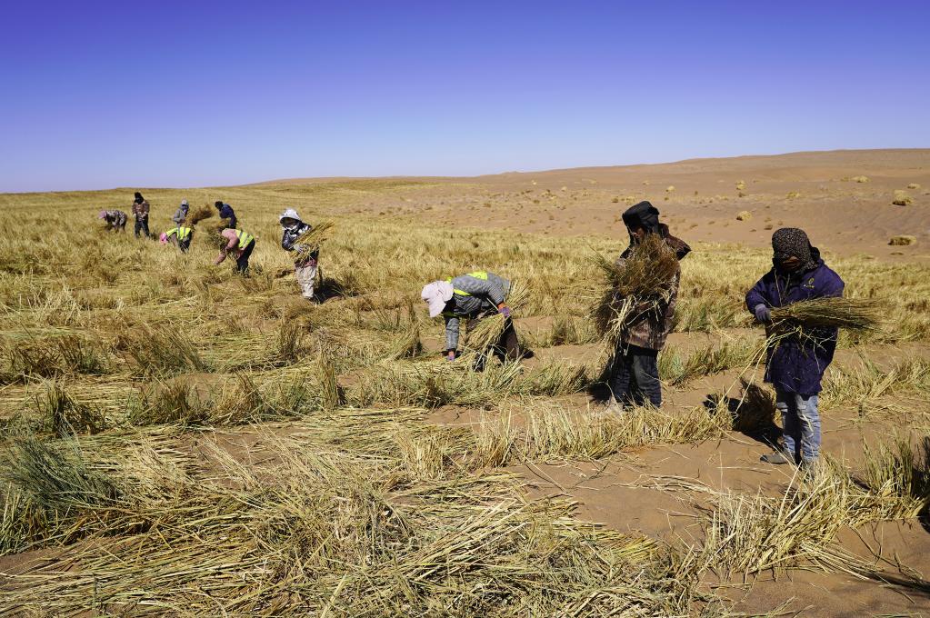 内蒙古全面开展春季防沙治沙工作