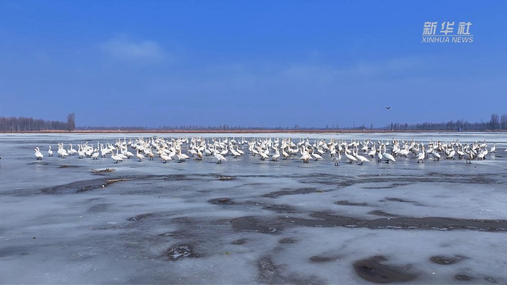 春水解冻时 万羽如期至