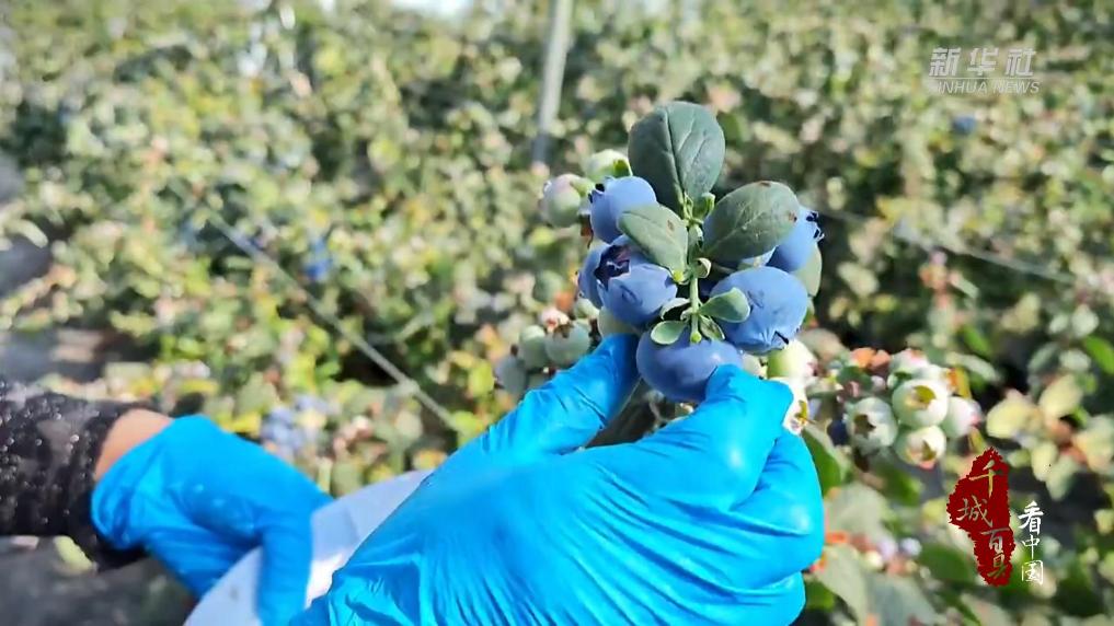 智慧农业赋能蓝莓飘香