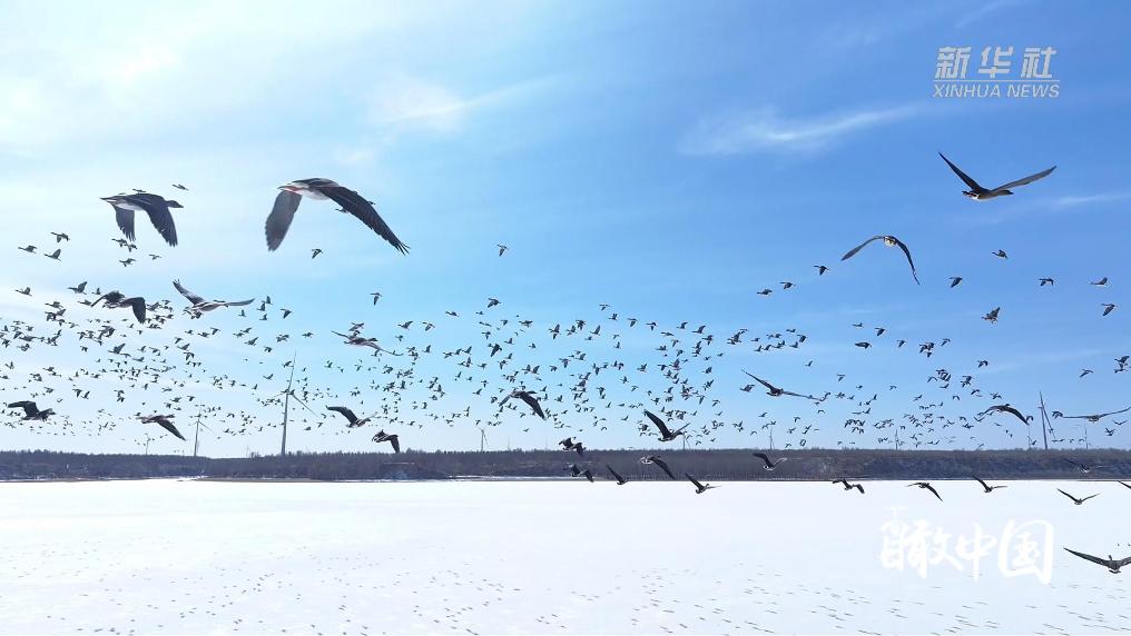 内蒙古：北归候鸟携春来