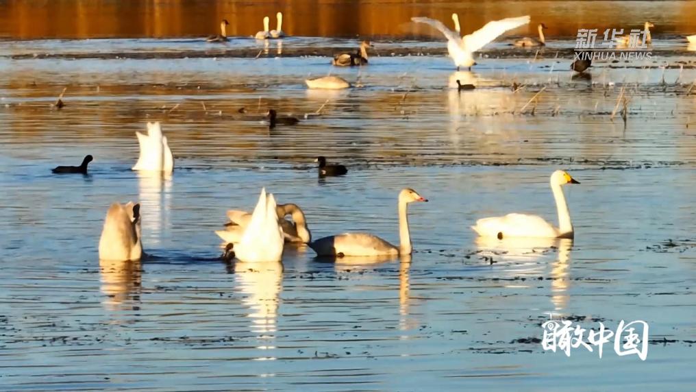 内蒙古：春归草原 万鸟翔集