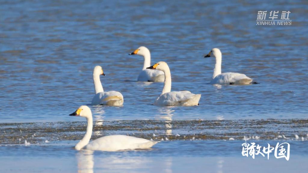 万鸟赴约科尔沁湿地