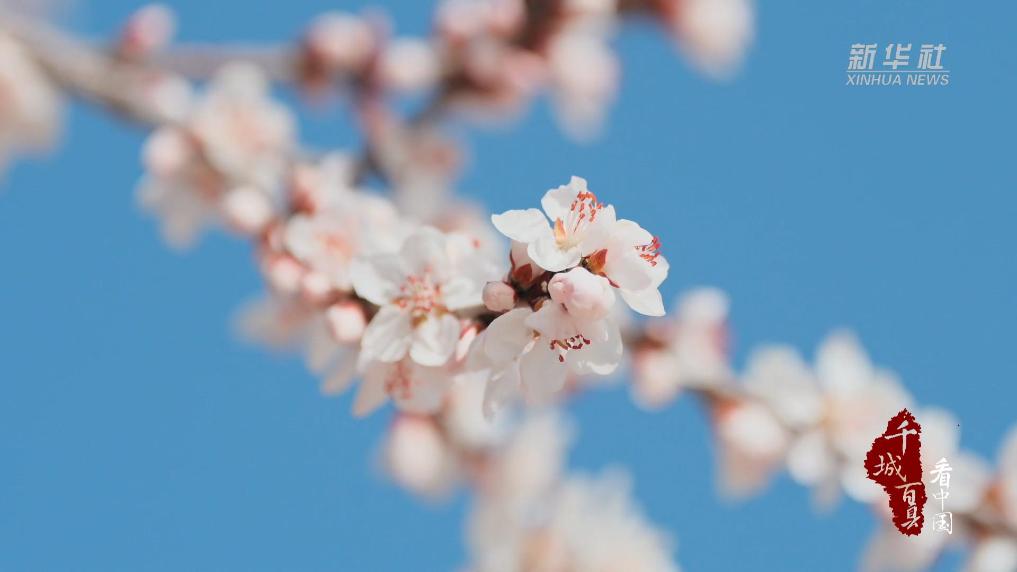 乌审旗：满城桃花次第开