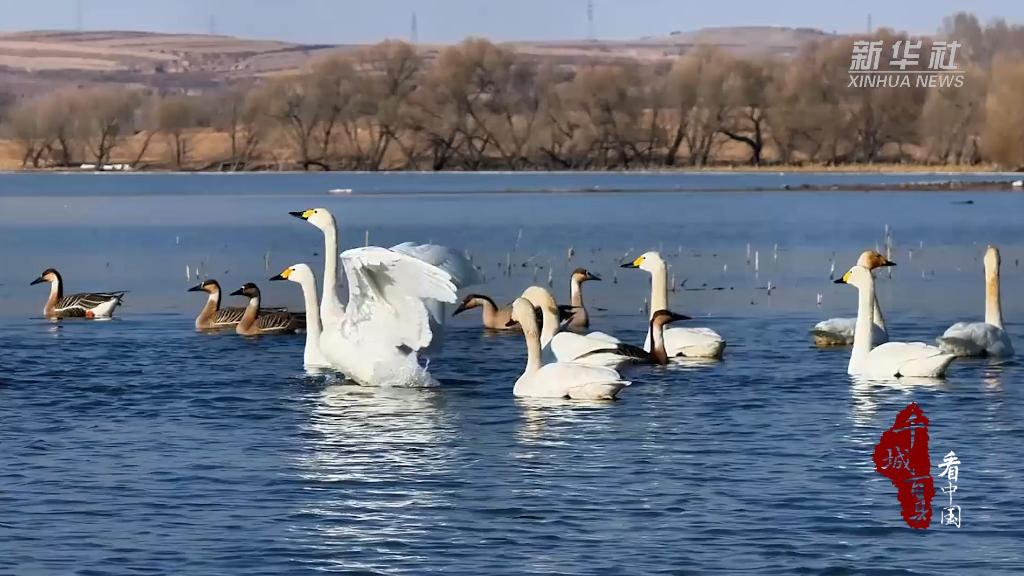 内蒙古：候鸟北归宝贝河