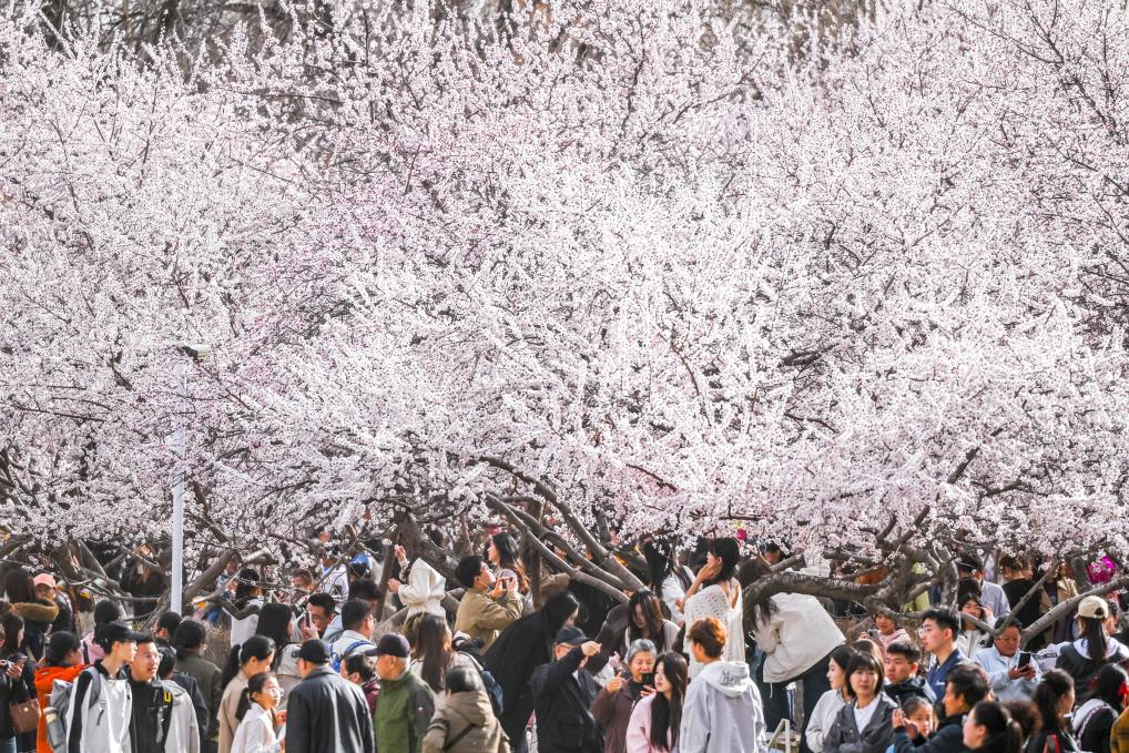 呼和浩特：青城桃花开