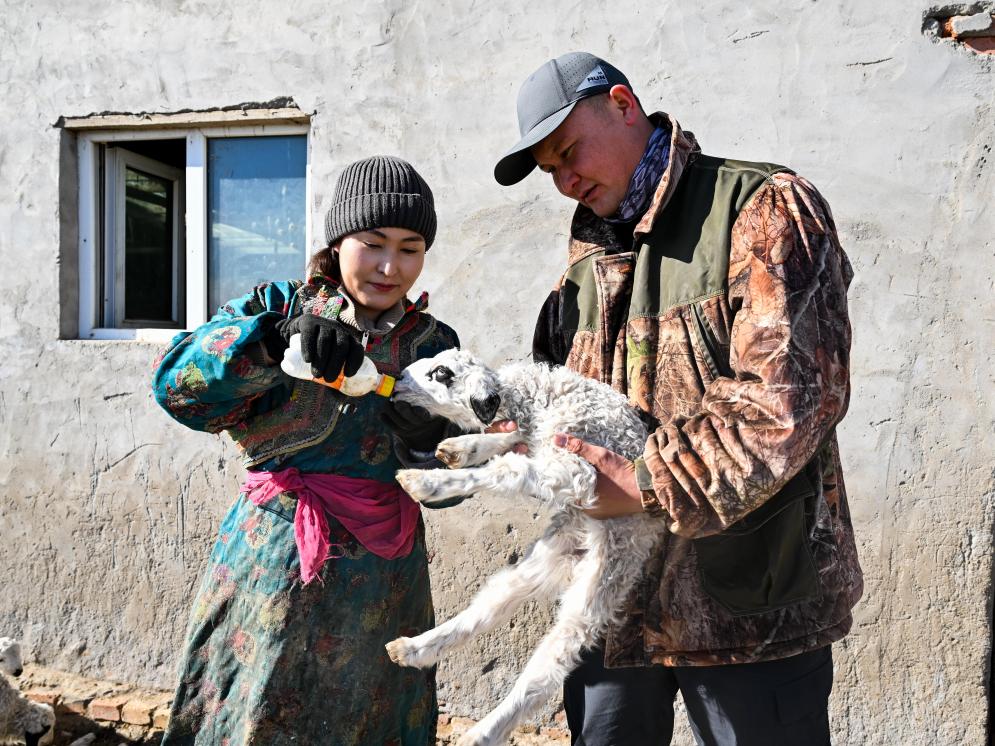 “美羊羊”诞生记