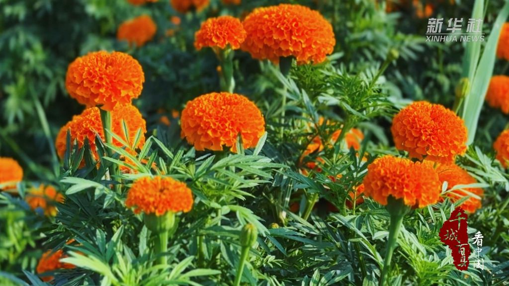 内蒙古：万寿菊开 漫染乡野