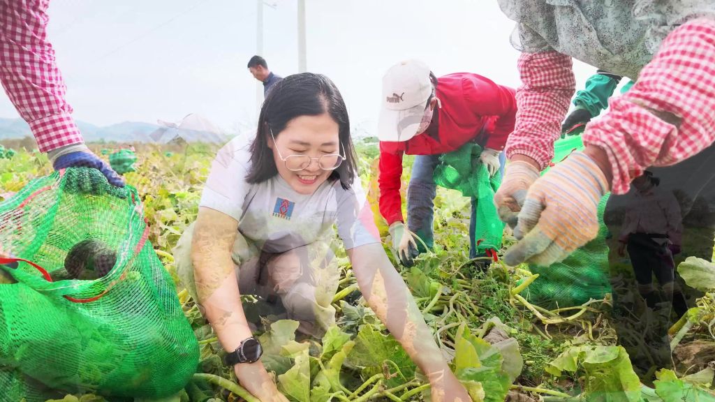 凉城县蛮汉镇贝贝南瓜迎丰收