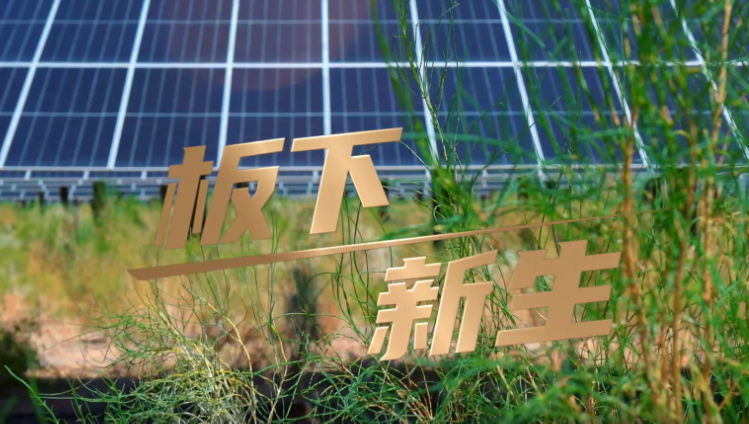 板下新生