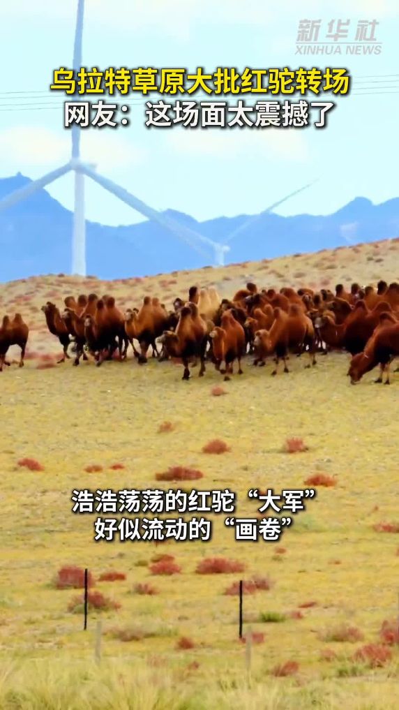乌拉特草原大批红驼转场