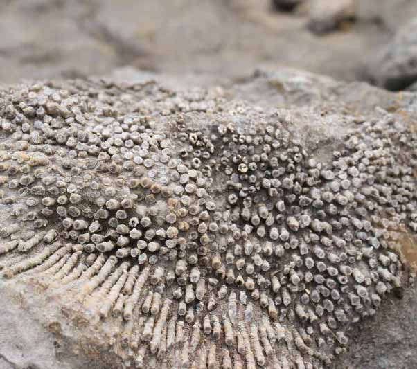 湖南发现"珊瑚化石"群 距今至少1.9亿年